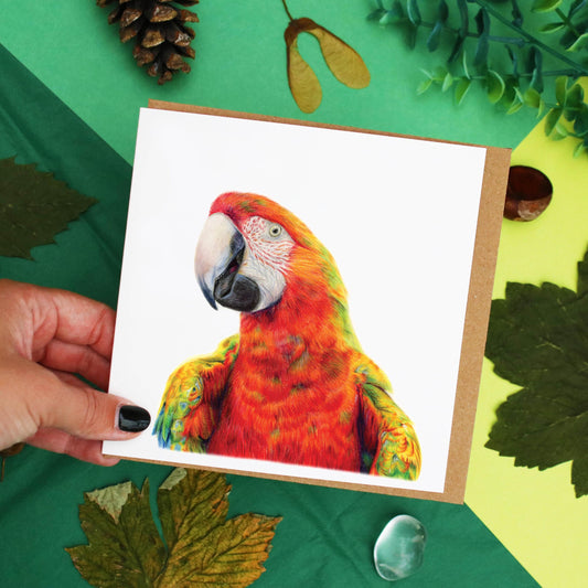 Macaw Card